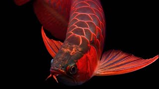 Asian Arowana The Unexpected Bargain   Ogs Tank Tales fishtanklife funny ogstanktales meme [upl. by Calandria320]