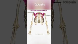 Cest quoi la ceinture scapulaire  Si vous voulez savoir la réponse regarder le short [upl. by Caitrin]