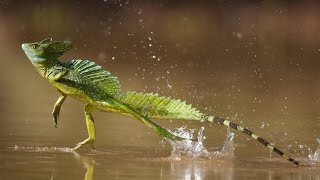 Correr sobre el agua Lagarto basilisco [upl. by Gwendolyn]