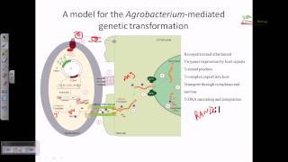 Agrobacterium mediated gene transformation in plants [upl. by Iraj]