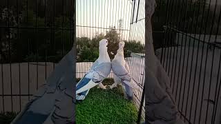 Full barred satiety birds pigeon youtubeshorts [upl. by Hsirrehc758]