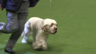 Crufts 2017  Best of Breed winner Ralph Dunne and clumber spaniel Eldridge [upl. by Aerdnahs]