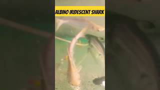 ALBINO IRIDESCENT SHARKfreshwaterfishfishingfishspeciescomedyshortscomedyviralvideosharkfish [upl. by Aseena]