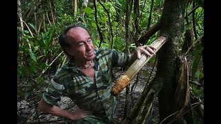 FIELD TRIP WITH PATRICK BLANC IN SOLOMON ISLANDS 1  GUADALCANAL amp VANGUNU [upl. by Nirel]