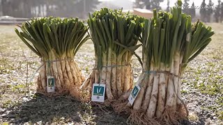 Calçots  Cómo hacer una calçotada con parrilla [upl. by Hacceber]