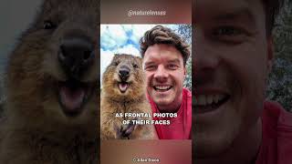 Quokka  The Happiest Animals In The World [upl. by Chao]