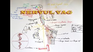 Nervul VAG [upl. by Till]