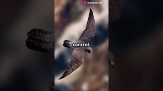 Falcon VS Peregrine Dive Speed vs Agility…who wins  Watch and subscribe 🔔ai wildlife falcon [upl. by Tanya616]