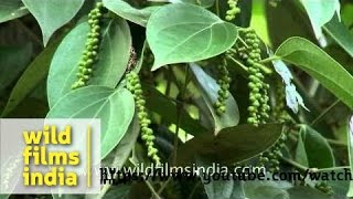 Black pepper Piper nigrum grown in Kerala [upl. by Heinrick]