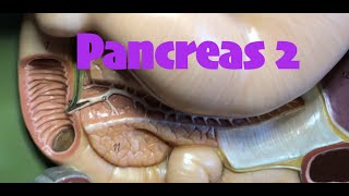 Pancreas 2 [upl. by Willet]