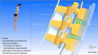 Vidéo sonorisée Arthrologie de la colonne vertébrale [upl. by Dyrraj952]