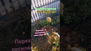 ПІДПИШИСЬ SUBSCRIBE Hydrangea winter care Догляд за гортензією взимку hydrangeaflowerhortensje [upl. by Lightman]