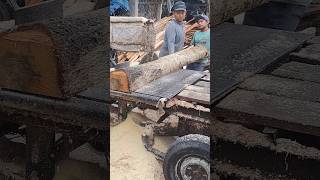 Semangat kerja menggergaji kayu waru sawing asmrwoodworking [upl. by Ardnu778]