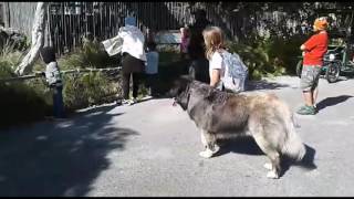 Caucasian Ovcharka Service Dog working at the Zoo with 9 year old handler [upl. by Munshi]