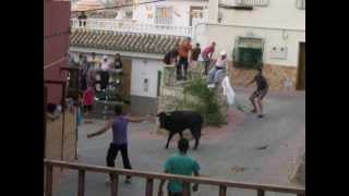 VALENTIN fiestas 20120626 Vaquillas Cogida a un mozo [upl. by Oflodor]