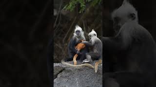 Adorable Colobus Monkey with Baby in the Wild  Primate Nature [upl. by Lesko]