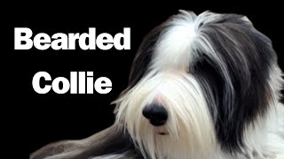 Bearded Collie Get ready to embark on an extraordinary journey into the world of the Bearded Collie [upl. by Pitchford]