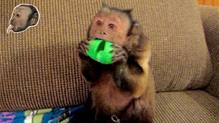 Capuchin Monkey Freaks Over Silly Putty [upl. by Enaira]