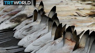 Money Talks Illegal shark fin supply booming in Hong Kong [upl. by Airdnaid507]