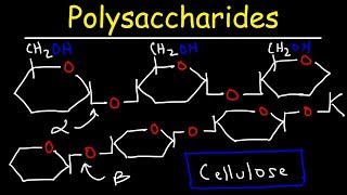 Polysaccharides  Starch Amylose Amylopectin Glycogen amp Cellulose  Carbohydrates [upl. by Lorelei]