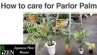 How to caer for Parlor Palm Chamaedorea elegans [upl. by Nesyt50]