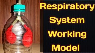 Working Model of Respiratory SystemLungs Model with BalloonKansal CreationSchool Science Project [upl. by Dale38]