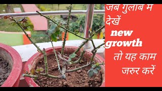 New growth booster fertilizer for rose plantnpk 19 19 19 for rose plantnpk liquid fertilizer [upl. by Schriever]