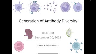 Immunology Fall 2023 Lecture 9 Generation of Antibody Diversity [upl. by Yelmene]