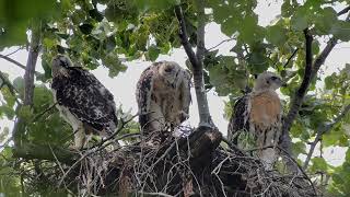 20240605 102nd and Riverside Drive Redtailed Hawks [upl. by Landrum]