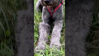 🤍❣️ labradoodle alfonsdogcute dogbreed [upl. by Kernan]