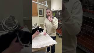 Vet 110 Administering oral medication to a feline [upl. by Eicnarf]