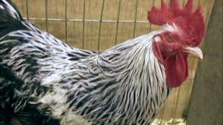 Sussex Bantam silver National Poultry Show UK [upl. by Nihhi]