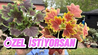 DOLU YAĞDI🍀ÖZEL SARDUNYALAR ALACALI AŞK AĞACI ALDIM succulents sukulentbakımı sardunya [upl. by Wrennie12]