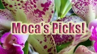 MOCAS PICKS 👍 Useful Products 👍 Product Recommendations [upl. by Hedges]