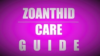 Zoanthid care guide beginners [upl. by Reese805]