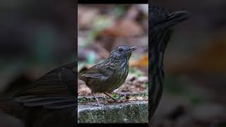 Streaked wrenbabbler Gypsophila brevicaudata [upl. by Akeenahs]