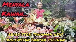 MENYALA KAWAN‼️READY STOK TANAMAN HIAS KOLEKSIAN BANYAK PILIHAN [upl. by Grati]