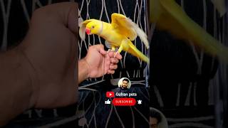 Rio this a lutino ringneck parrot shorts ytshorts youtubeshorts viral parrot pets Gufranpets [upl. by Tedd]