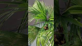 Livistona chinensis Plant garden nature viral trending shorts 💚💚 [upl. by Esau967]