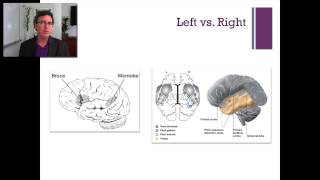 35 Lecture5 The Temporal Lobe [upl. by Ilera]