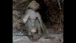 Cave Dwelling 1 Armed Baby Monkey is Insane [upl. by Bradford]