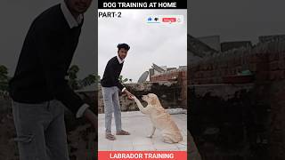 Labrador Training  part 2 puppy labrador training youtubeshorts [upl. by Michaela198]