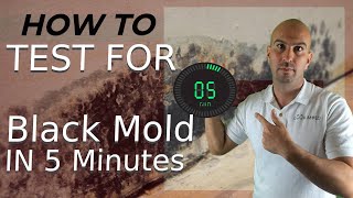 How To Test For Black Mold In 5 Minutes [upl. by Mcgrath310]