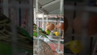 Parrot 🦜 youtubeshorts shortvideo viralshort birds [upl. by Trina]