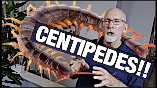 How To Get Rid Of Centipedes [upl. by Leima]