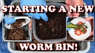 How I Start A New Worm Bin amp 6 Day Check In  Vermicompost Worm Farm [upl. by Grantland600]