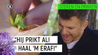 JURRE WORDT GEBETEN DOOR EEN SPRINKHAAN  Steken en Prikken 6  NPO Zapp [upl. by Hennessey]