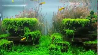 Pearl WeedDwarf Baby TearsMonte CarloLive Aquarium Plants [upl. by Ahsiened478]