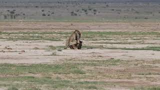 Accouplement de lions – Amboseli Kenya – Avril 2023 [upl. by Delamare]