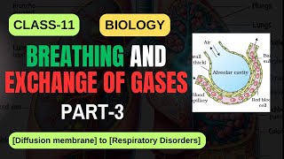 BREATHING AND EXCHANGE OF GASES CLASS11 BIOLOGY PART3 NCERT  CBSE 2025  IMS ACADEMY biology [upl. by Anassor]